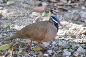 Rocky golub - značajke ove vrste ptica Rocky golub - značajke ove vrste ptica